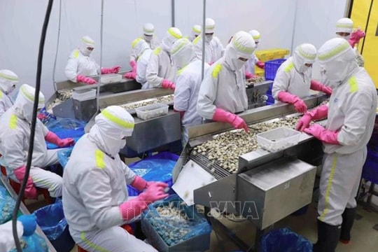 Vietnam’s mollusk exports on the rise: VASEP