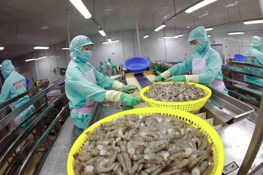 Shrimp companies seek to maintain exports in H2 amid fierce competition