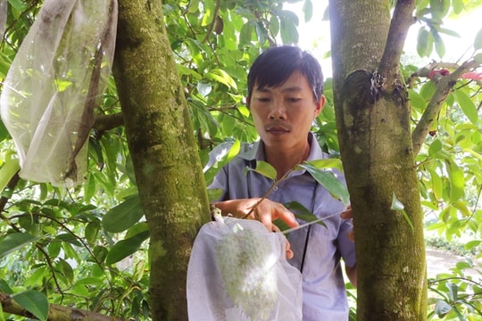 Sóc Trăng Province develops organic farming