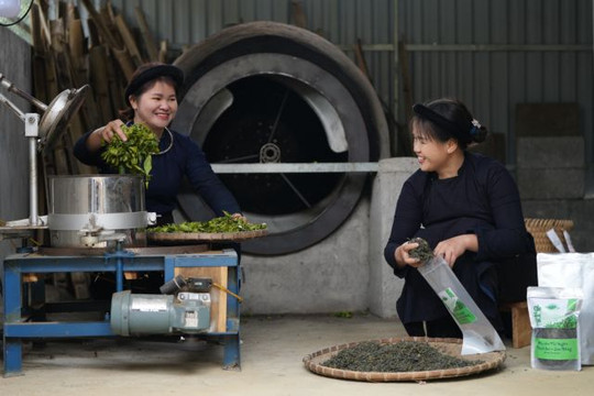 Ethnic farmers in northern uplands empowered through tea farming