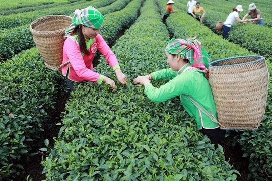 Vietnam is the eighth largest tea exporter in the world