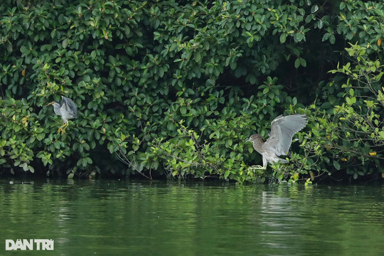 Hanoi central lake attracts wild birds