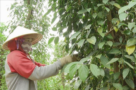 Giá hồ tiêu hôm nay (11-8): Tăng trở lại vào những ngày cuối tuần