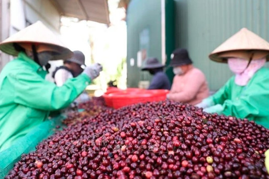 Vietnam coffee prices decline amid market fluctuations