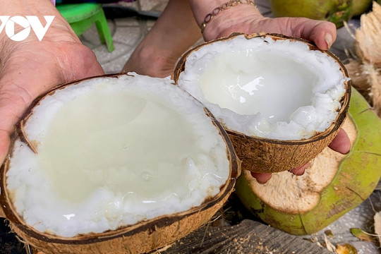 Tra Vinh to host first wax coconut tree festival