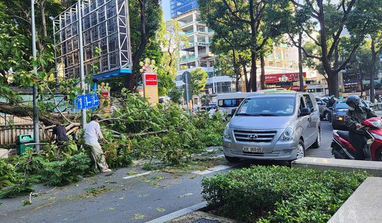 Cây tét nhánh rơi ở giao lộ trung tâm TP HCM