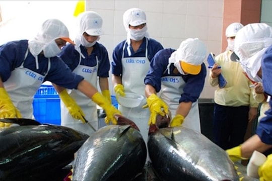 UKVFTA opens doors for Vietnamese tuna exports to UK market