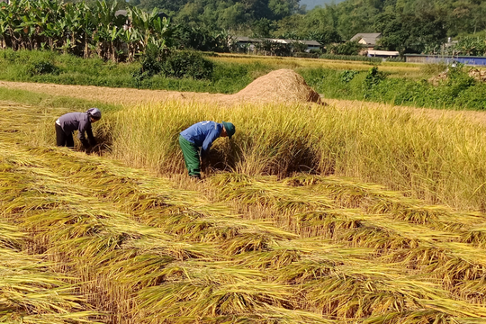 Giá lúa gạo hôm nay (15-8): Tiếp tục tăng giá