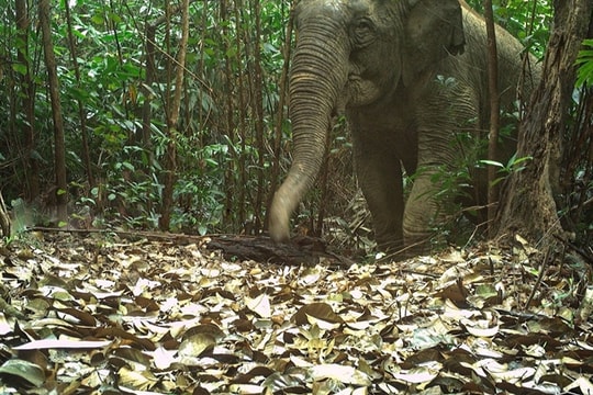 Buôn Ma Thuột City says no to illegal wildlife products