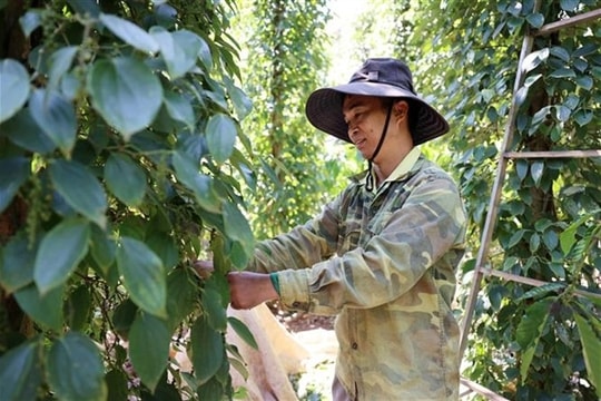 Pepper is on track to return to the group of billion-dollar export items