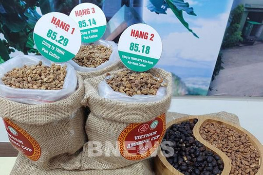 Đấu giá lô cà phê đặc sản ngon nhất Việt Nam: Giá lên đến 1,2 triệu đồng/kg