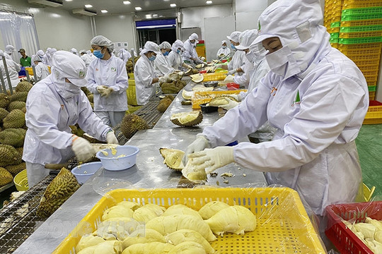 China officially imports Vietnamese frozen durian and fresh coconut