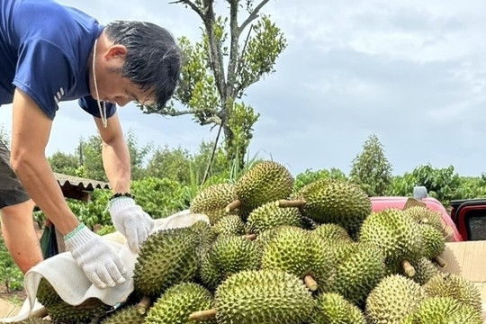 Người Tây Nguyên ùn ùn sắm xế hộp chở sầu riêng vườn đi bán