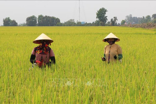 Giá lúa gạo hôm nay (21-8): Biến động nhẹ