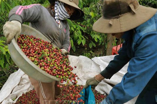 Giá cà phê hôm nay (22-8): Thị trường cà phê trong nước tiếp tục tăng