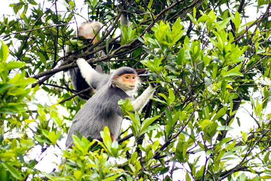 Monkey business causing inconveniences for tourists