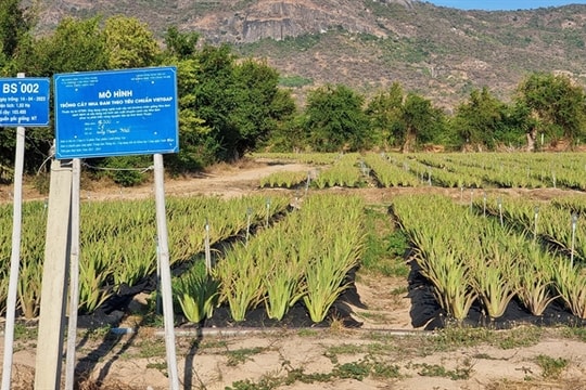 Ninh Thuận Province boosts high-tech farming