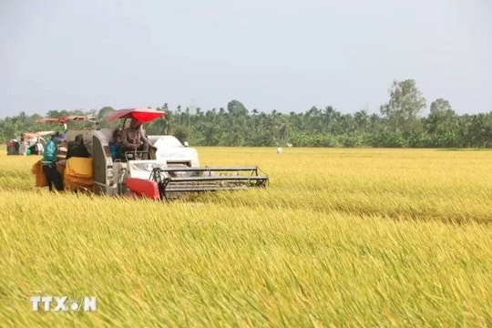 Vietnam's rice export prices now highest worldwide