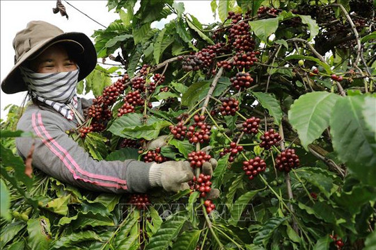 Giá cà phê hôm nay (24-8): Giá cà phê Robusta lập đỉnh