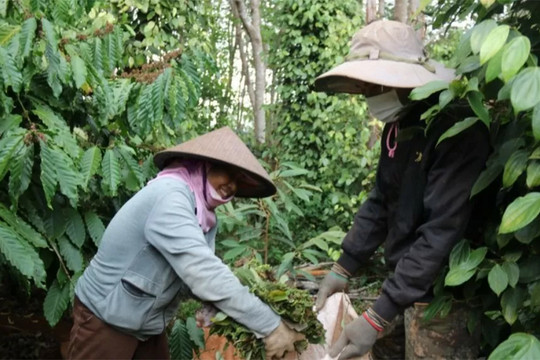 Giá hồ tiêu hôm nay (25-8): Giảm nhẹ