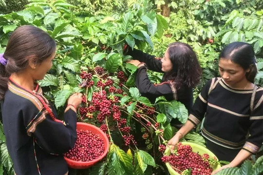 Giá cà phê hôm nay (25-8): Tăng nhẹ