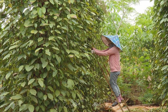 Giá hồ tiêu hôm nay (27-8): Ổn định