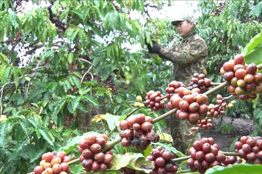 Giá cà phê hôm nay (27-8): Thiếu hụt nguồn cung, giá cà phê tăng cao