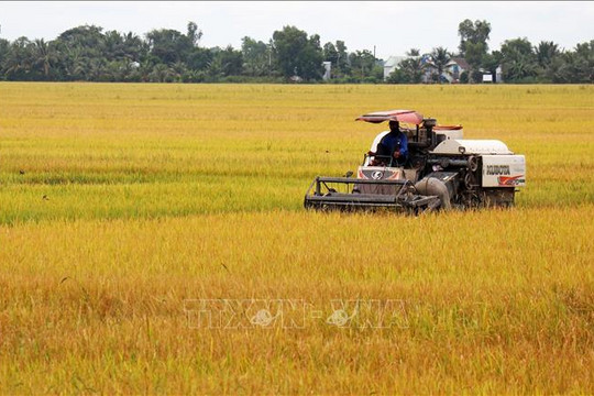 Giá lúa gạo hôm nay (27-8): Tăng nhẹ