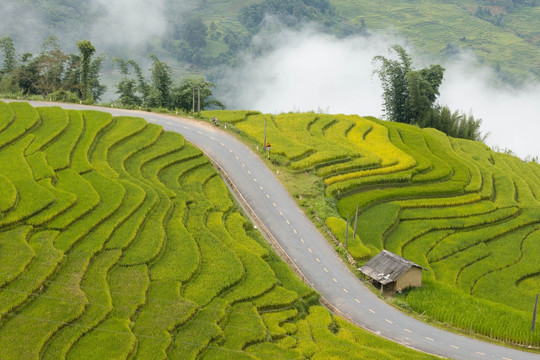 Cung đường ở Lào Cai mùa lúa chín gây sốt, khách ngỡ ‘chốn bồng lai’