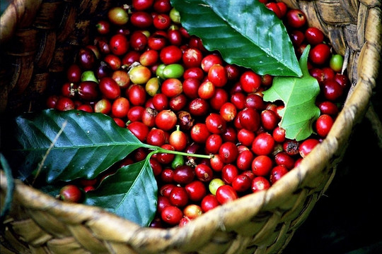 Giá cà phê hôm nay (28-8): Cà phê Robusta tăng mạnh