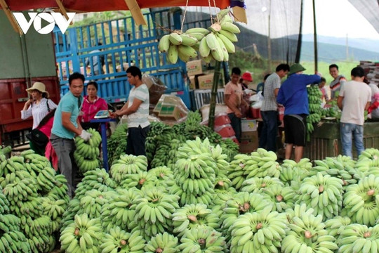 Vietnam becomes largest banana exporter to Chinese market