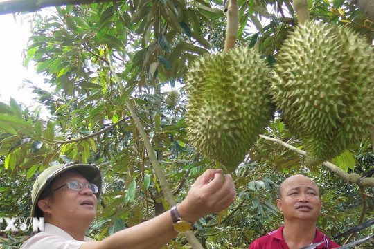 Kon Tum: Khuyến cáo nông dân không phát triển ồ ạt diện tích sầu riêng