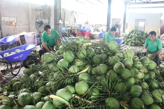 Coconut export forecast to hit US$1 billion this year