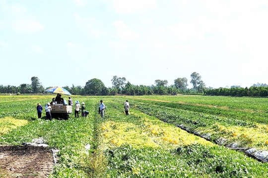 Vĩnh Long to develop more clean vegetable growing areas