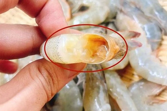 Nguyên tắc '3 không' giúp chọn tôm tươi ngon, không tiêm hóa chất