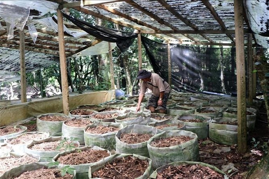 Ngọc Linh ginseng thefts cause concern among Kon Tum Province farmers
