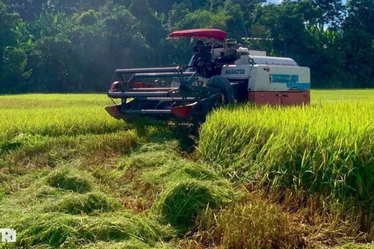 Hàng trăm tàu thuyền tìm nơi trú, nông dân gặt lúa "chạy" bão