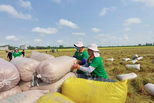 Rice exports top 6.1 million tonnes in eight months