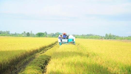 Production cost of one kg of rice drops by over 7 percent