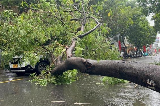 Two injured as falling trees cause havoc in HCM City