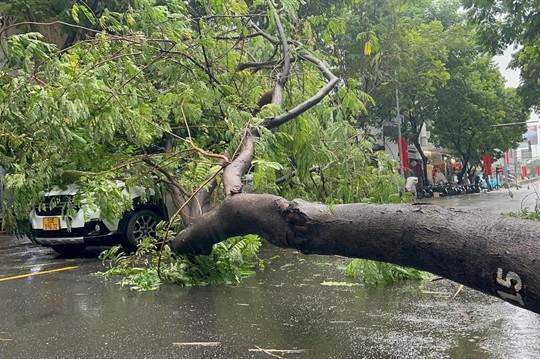 Heavy rain breaks tree branches, killing one HCMC local
