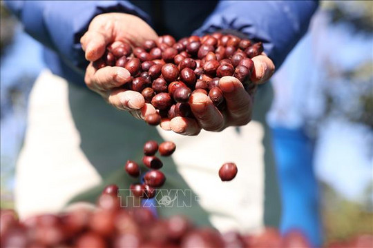 Giá cà phê hôm nay (6-9): Tiếp đà tăng