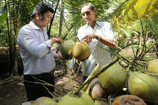 Trung Quốc cần 4 tỷ quả dừa: Chỉ một quả lẫn lá, dính đất sẽ loại cả lô