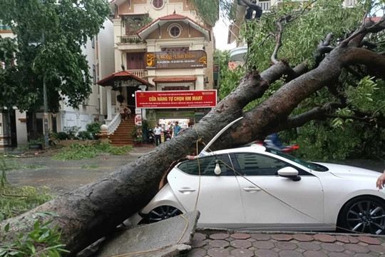 Trees fell in Hà Nội killing one as Super Typhoon Yagi arrives