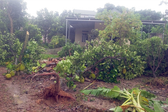 Vĩnh Phúc Province: Trees toppled and scattered after heavy rain and thunderstorms