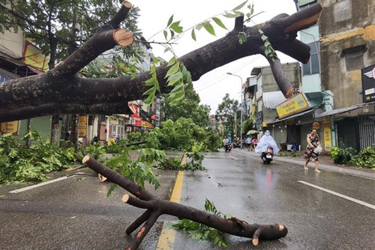 One dead, 2,800 trees down as Typhoon Yagi hits Hà Nội