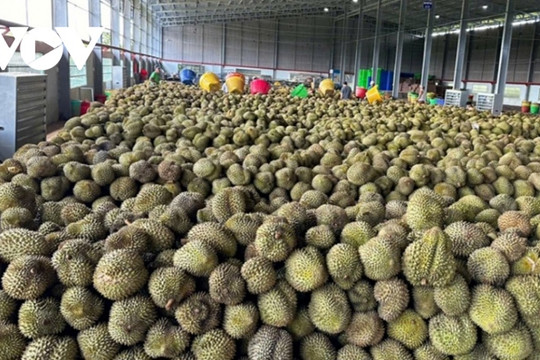 Vietnamese durian selling well in overseas markets