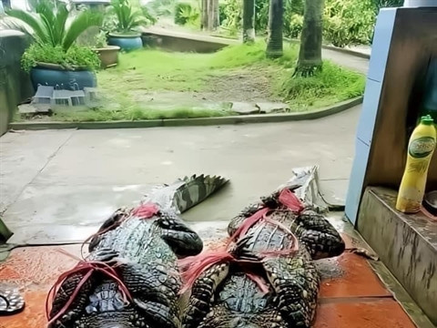 Two crocodiles recaptured in Yên Bái