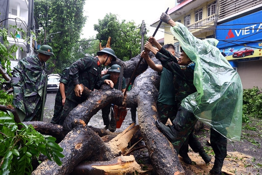 Hà Nội to protect and restore trees after typhoon Yagi