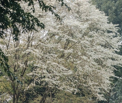 Hà Nội’s favourite trees toppled by Typhoon Yagi